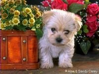 pic for cute puppy